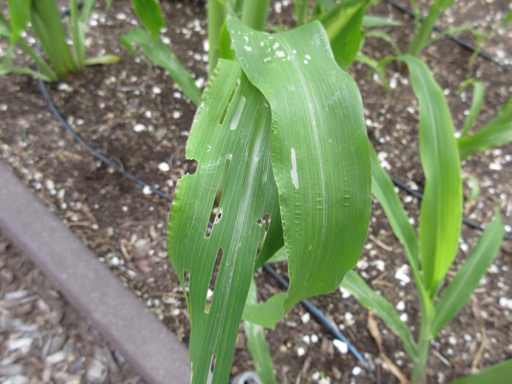 Armyworm damage on corn