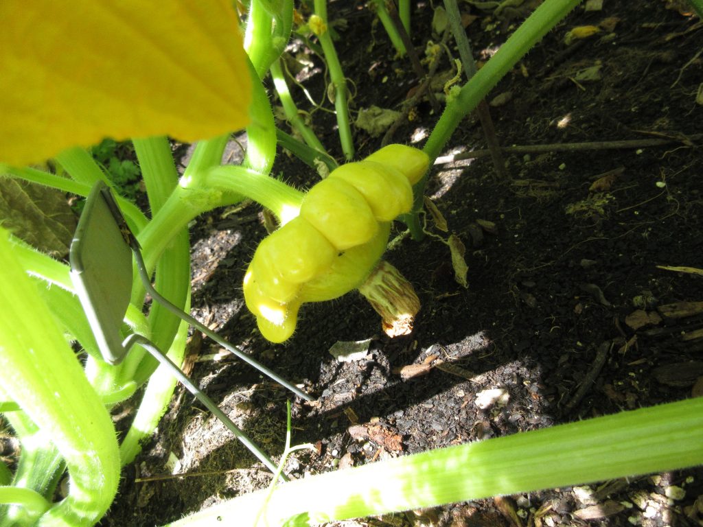 Gelber Englischer custard squash