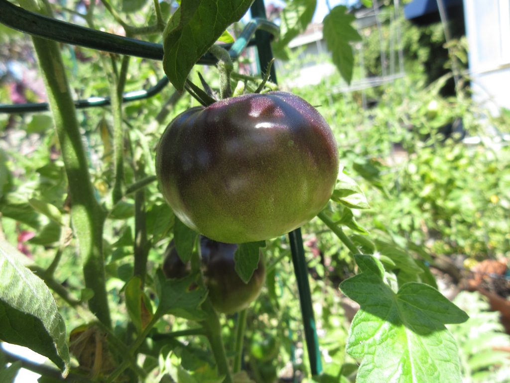 Lucid Gem tomato