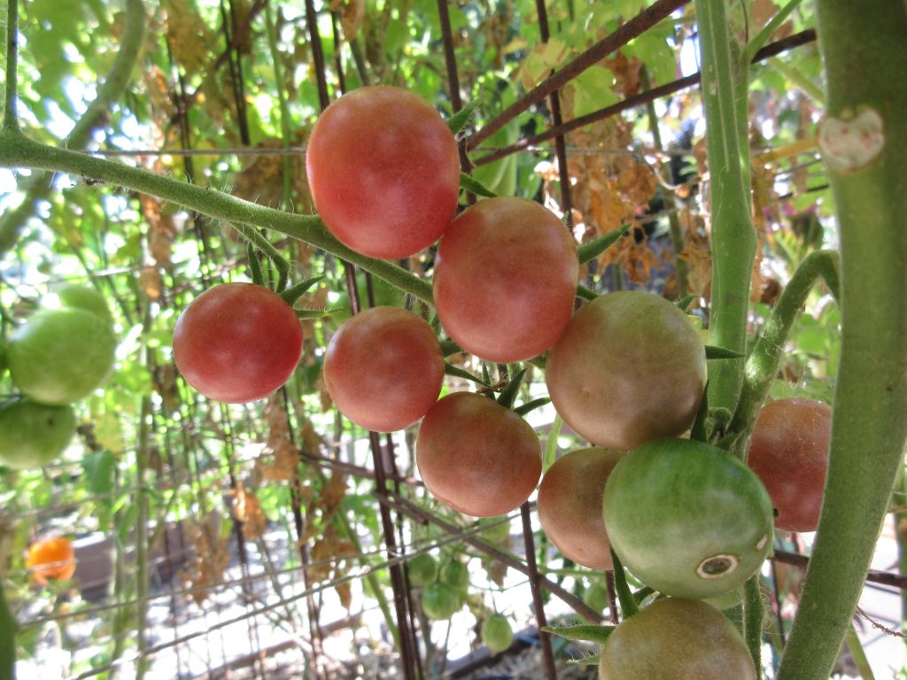 Napa Rose tomato