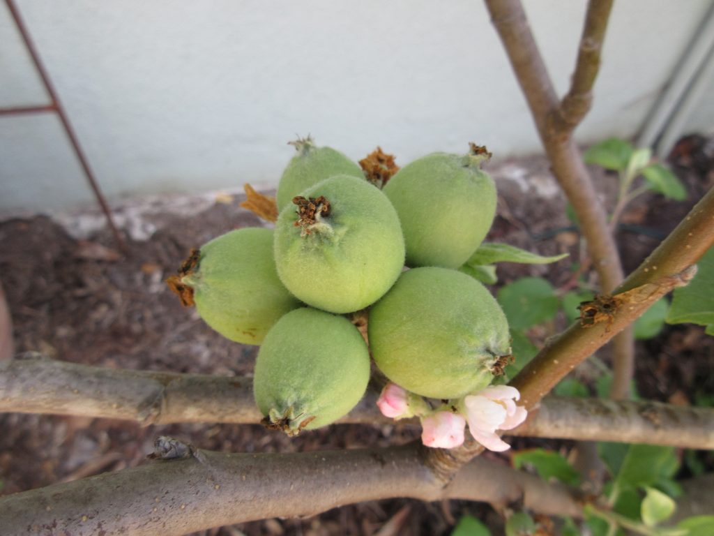 Fuji apples need thinning