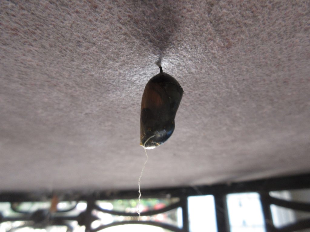 monarch chrysalis