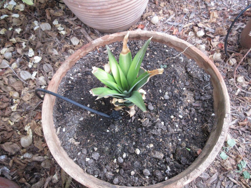 Pineapple no roots