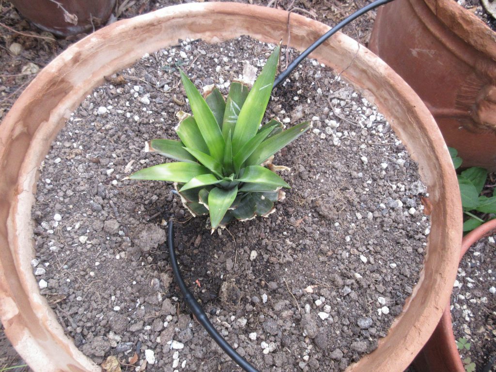 Pineapple with roots