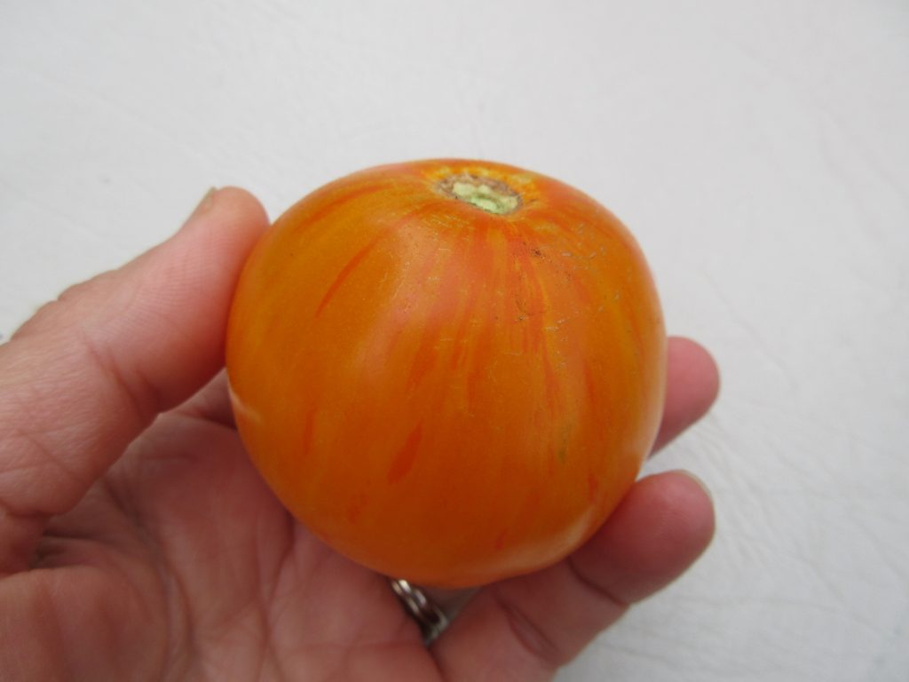 Lava Flow tomato