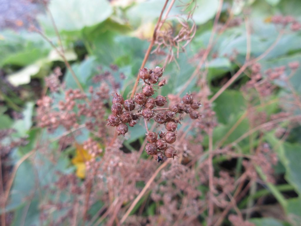 cilantro seeds