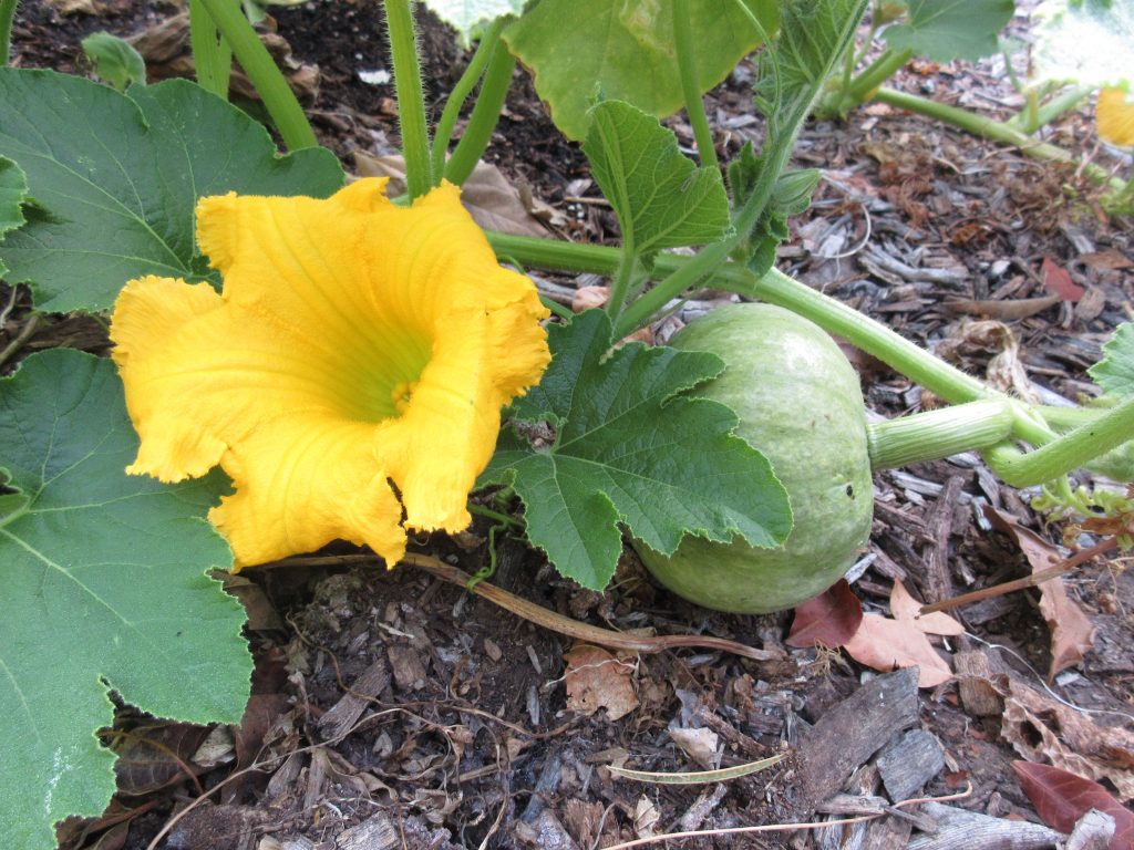 Blue Kuri squash wordless wednesday