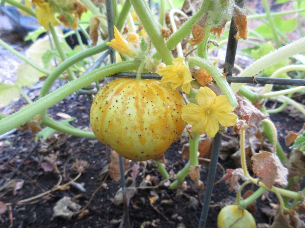 lemon cucumber wordless wednesday