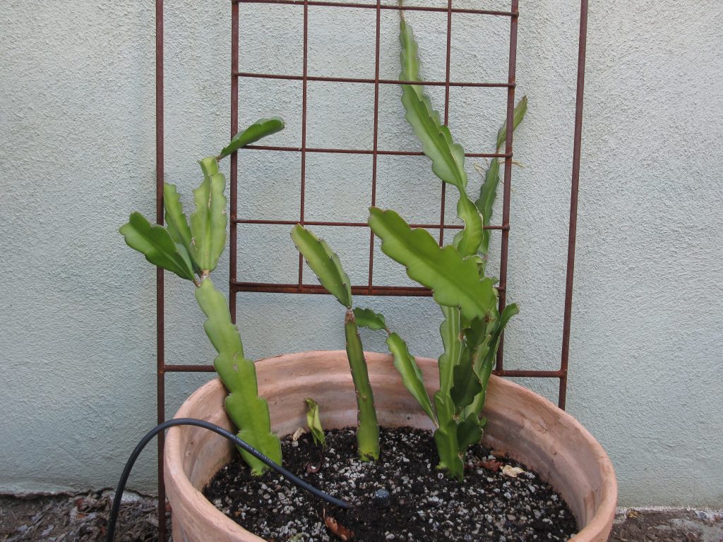 Dragon fruit climbing