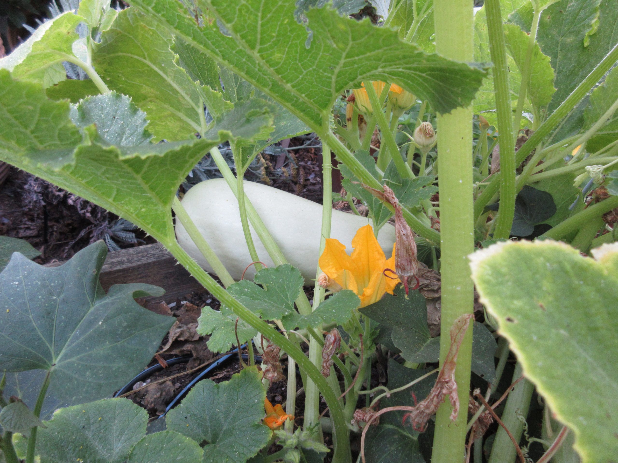 Spaghetti squash wordless wednesday - Gardenerd