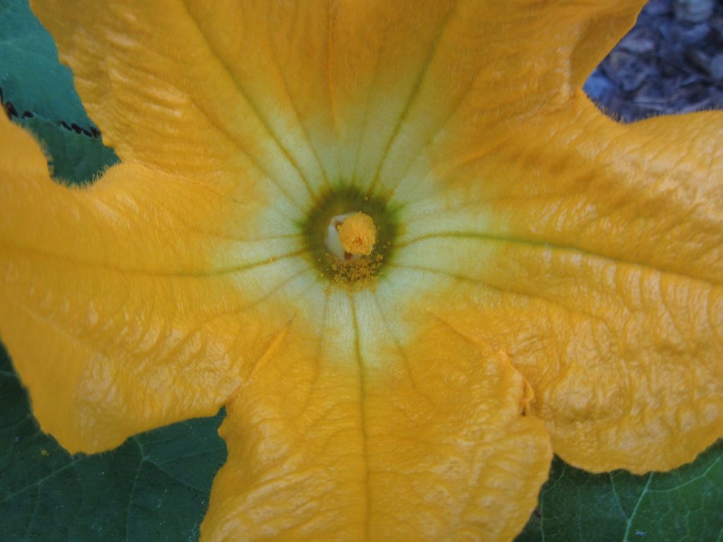 Squash pollen