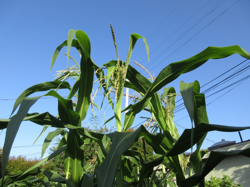 Stowells evergreen corn