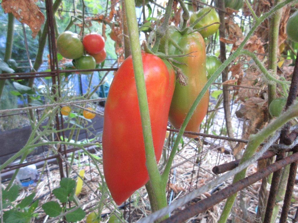 Opalka tomato wordless wednesday