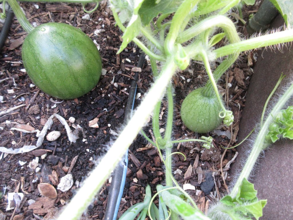 watermelons wordless wednesday
