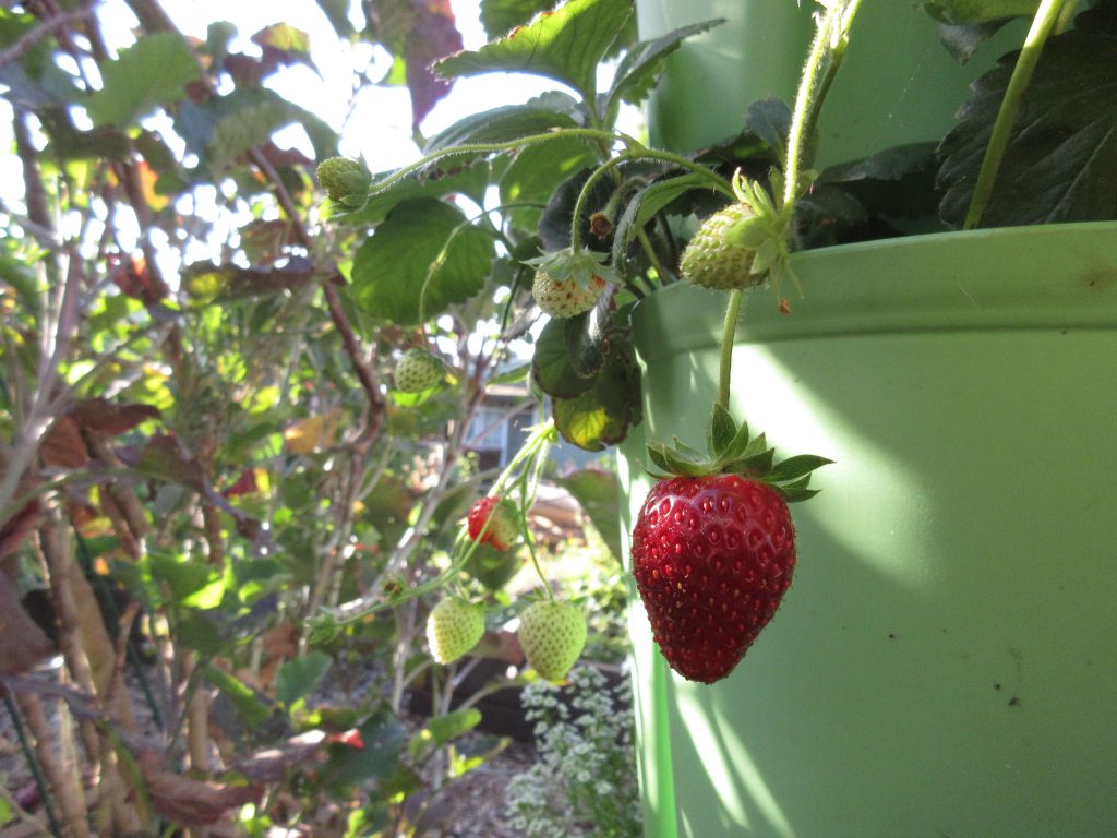 strawberries in vertical garden