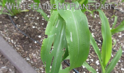Read more about the article YouTube: What’s Eating My Plant – Part 2
