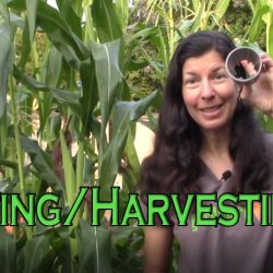 YouTube: Protecting and Harvesting Corn