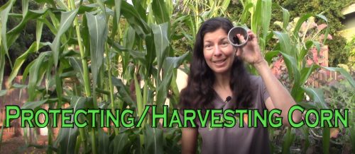 Read more about the article YouTube: Protecting and Harvesting Corn
