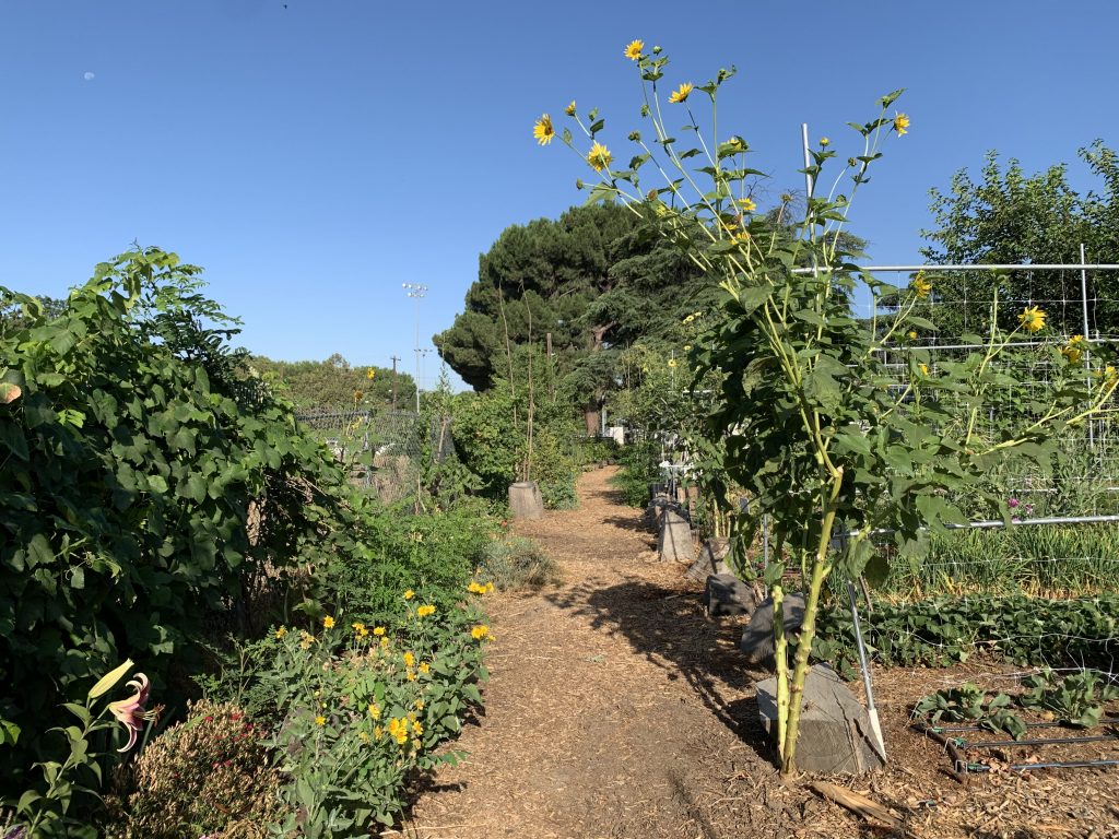 The farm at Sarvodaya Institute