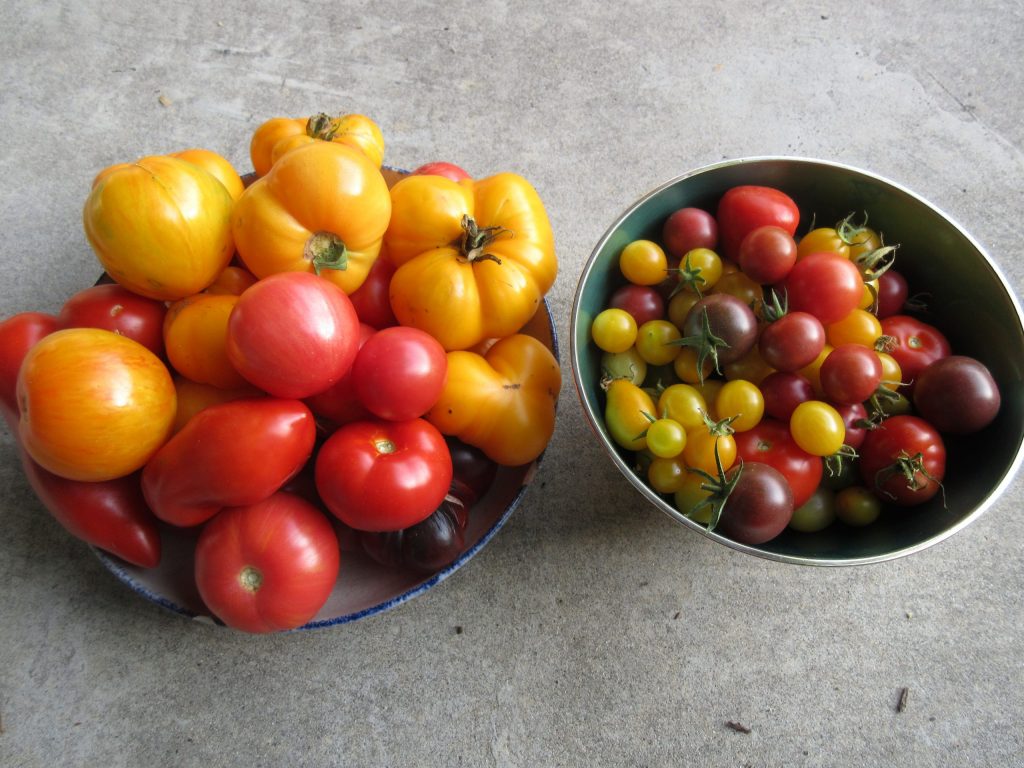 Tomato harvest