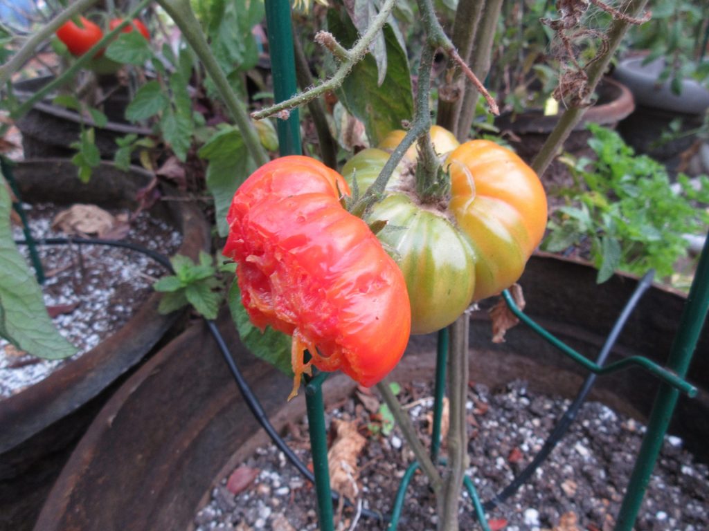 rats eating tomatoes