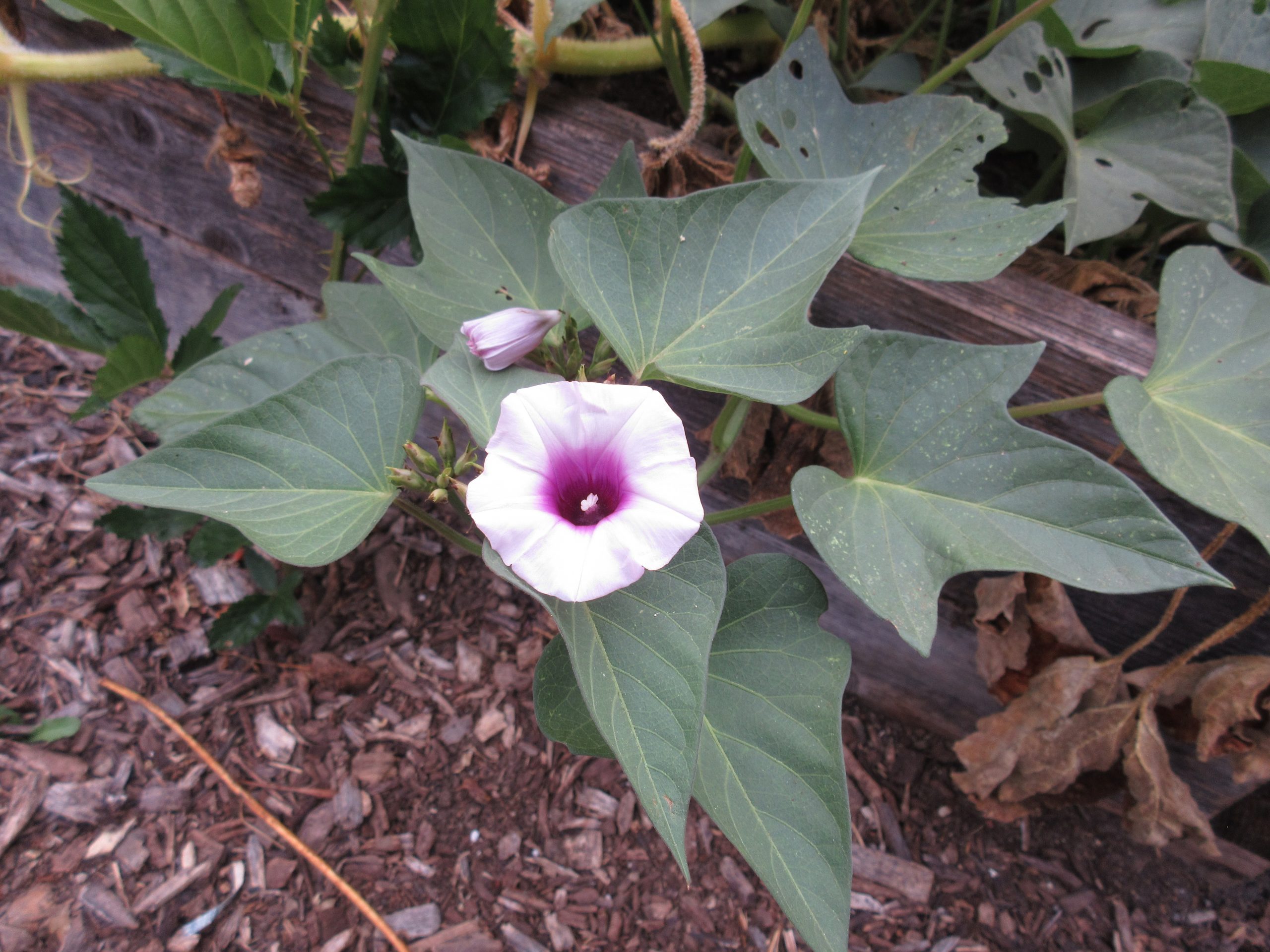 sweet potatoes flowering Gardenerd