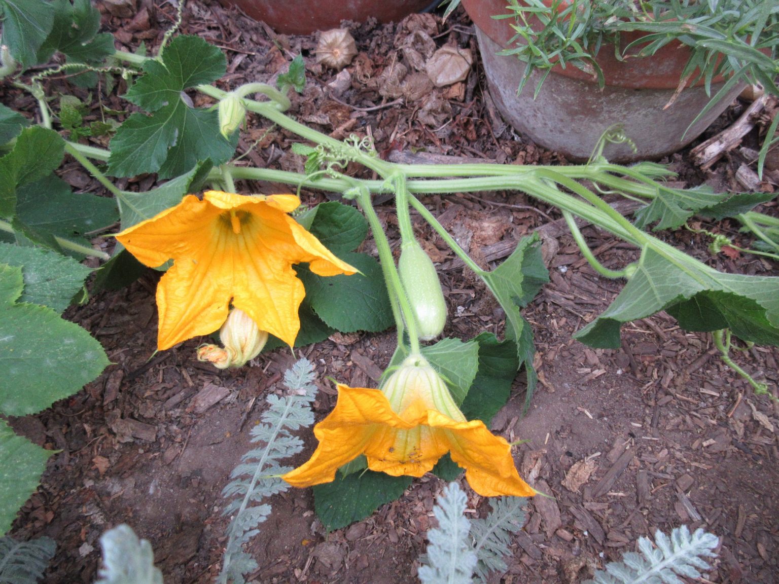 Delicata squash Gardenerd