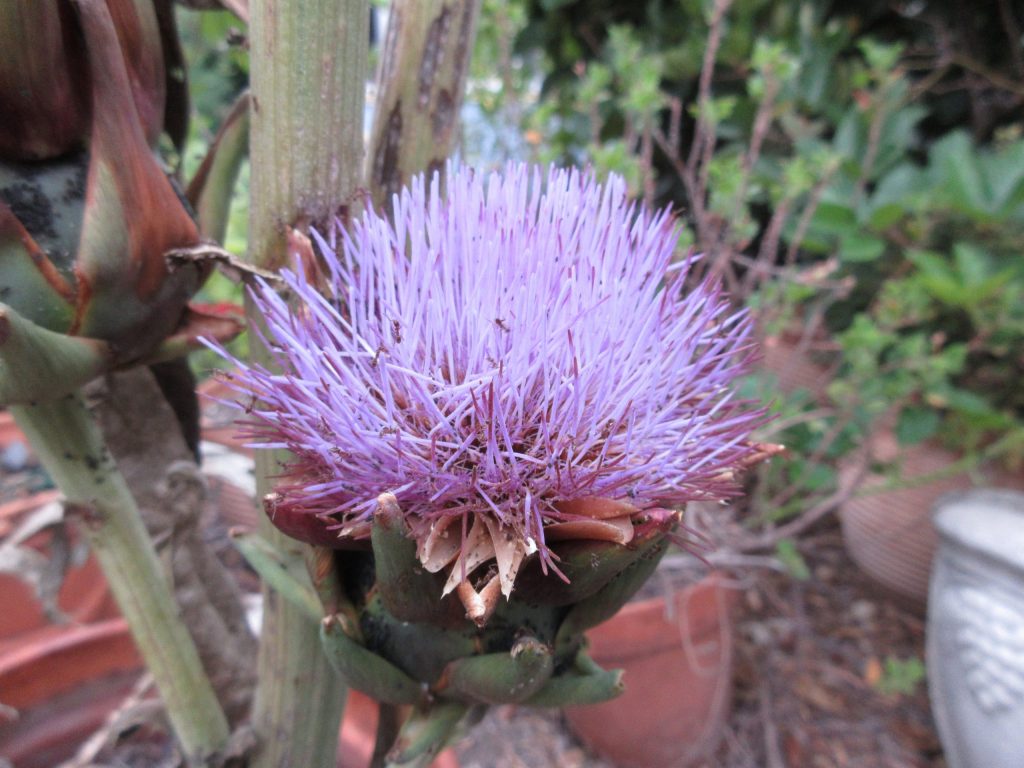 Artichoke flower