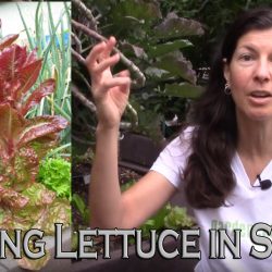 YouTube: How to Grow Lettuce in Summer