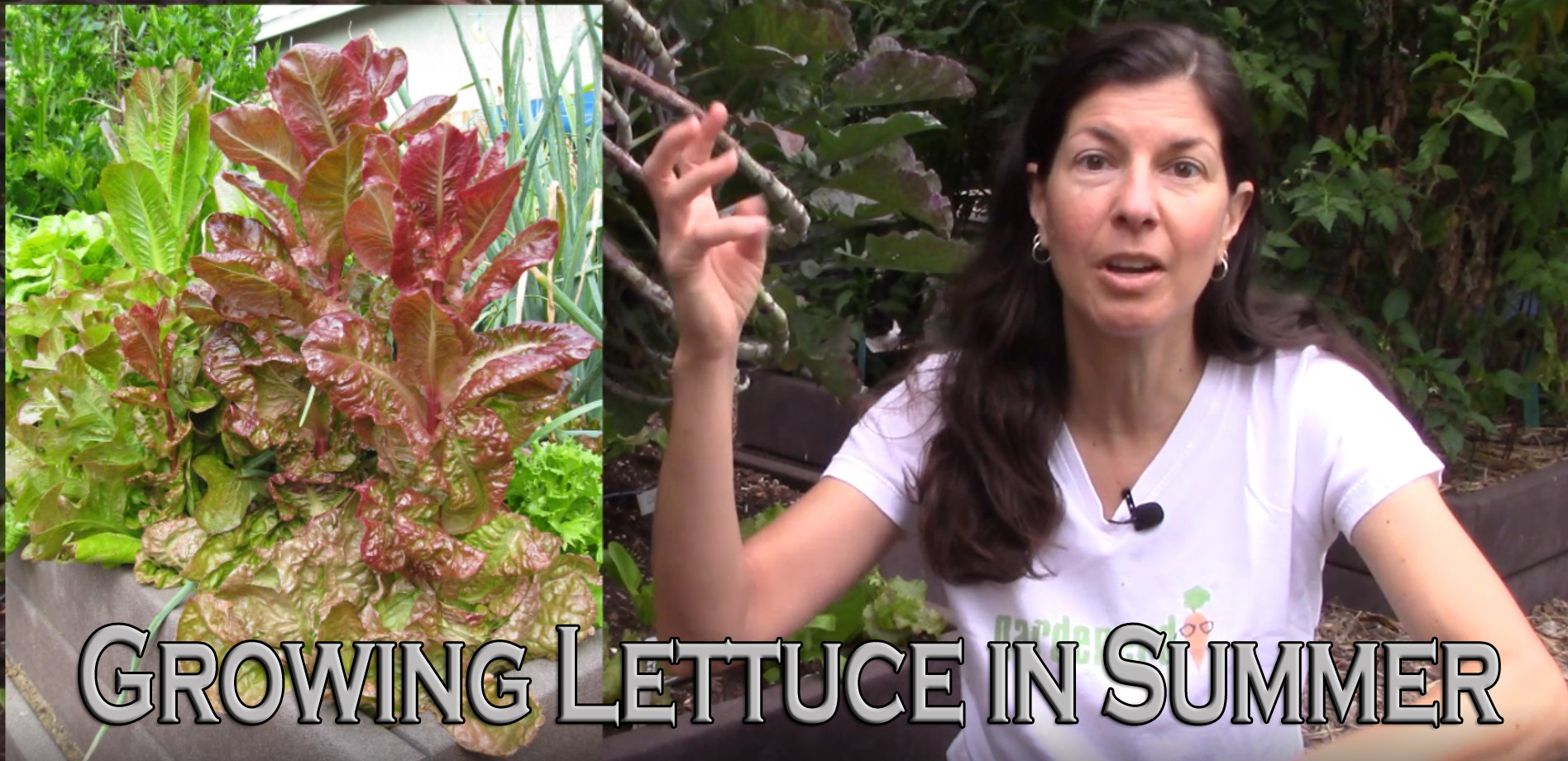 You are currently viewing YouTube: How to Grow Lettuce in Summer