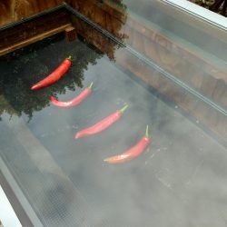 Preserving: Drying Peppers to Make the Harvest Last