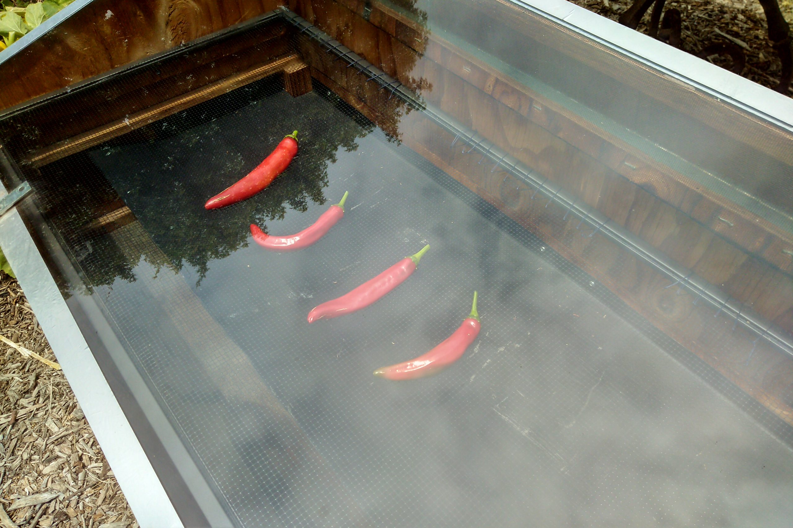 You are currently viewing Preserving: Drying Peppers to Make the Harvest Last