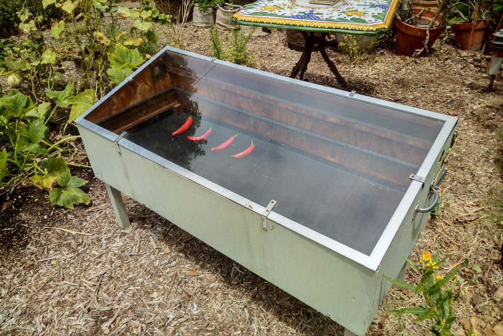 Guajillo peppers drying1