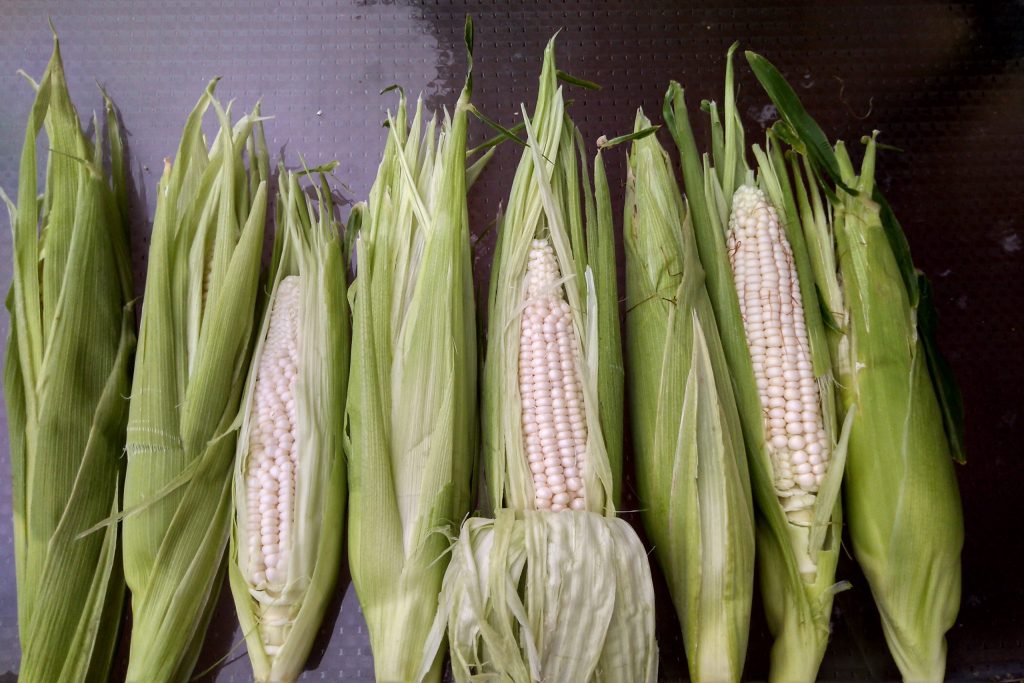 Corn harvest