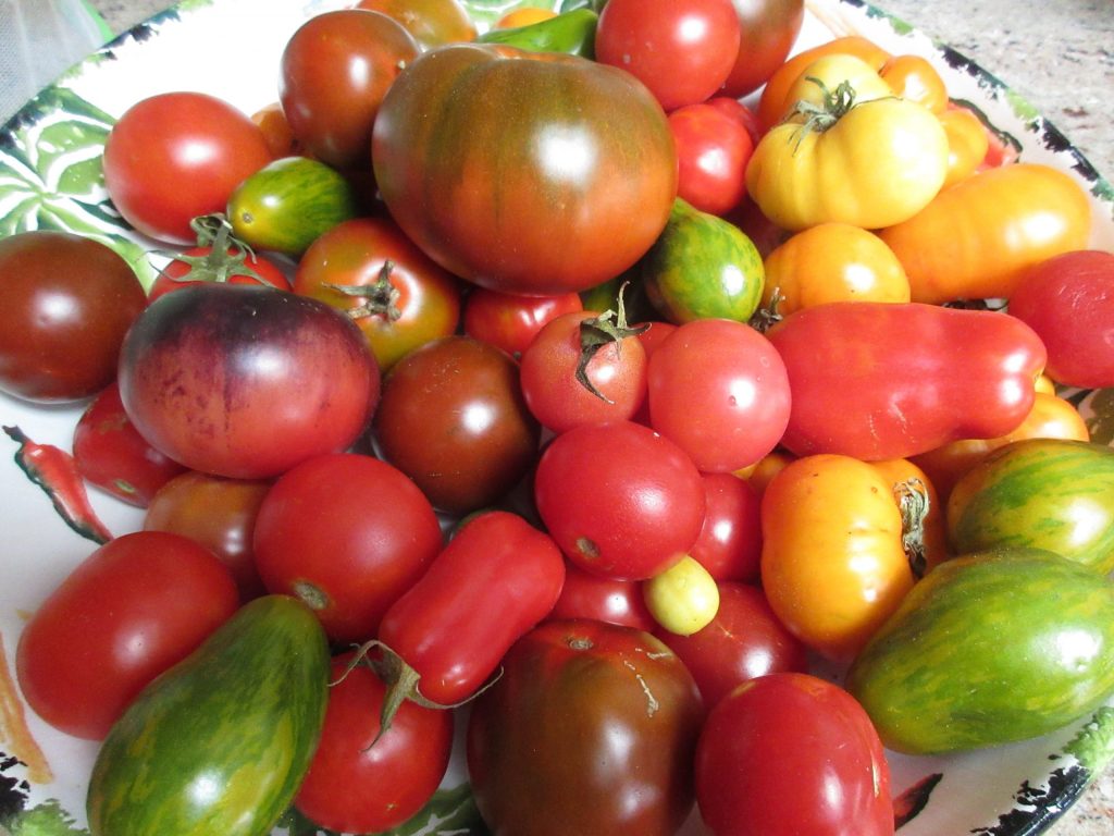 Tomato harvest - grow tomatoes while using Christy's pest control strategies this summer