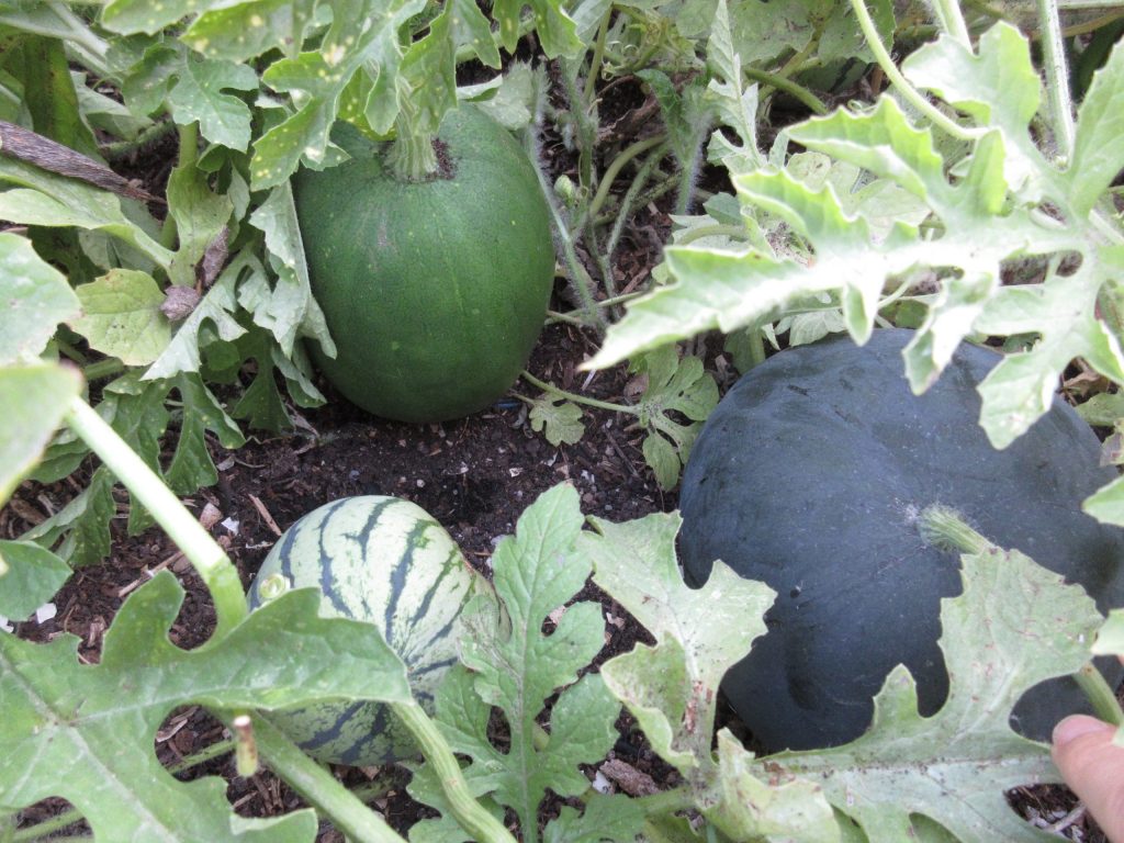 Three watermelons
