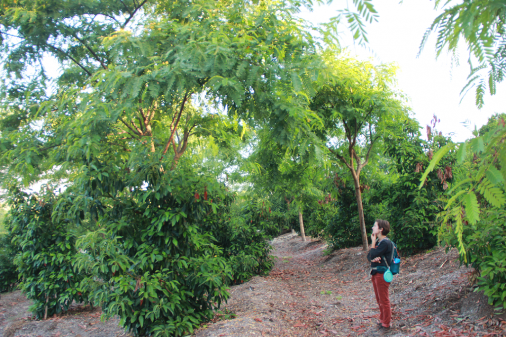 Nitrogen Fixing Trees 