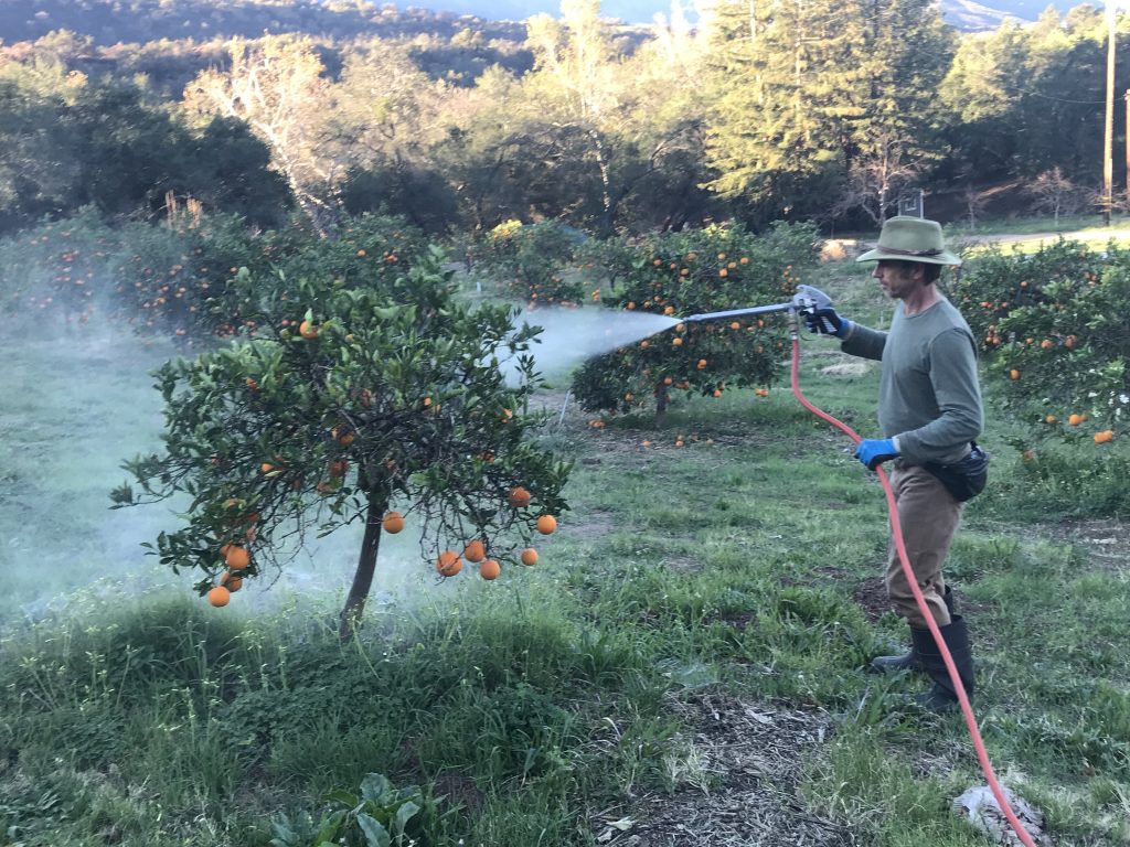 David spraying compost tea