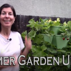 YouTube: Summer Garden Update