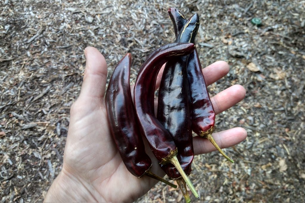 Dried guajillo peppers finished