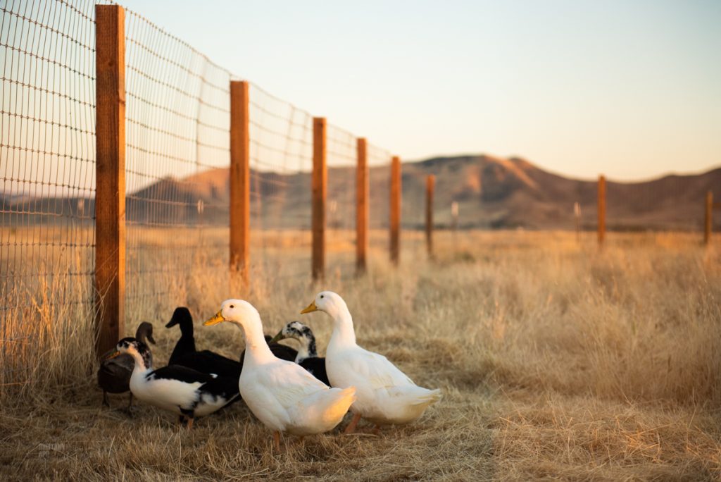 Brittany's Ducks