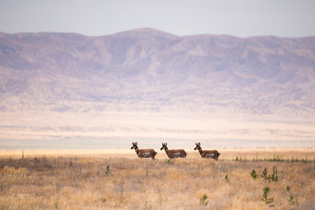 Carrizo Plains wildlife