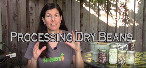 Read more about the article YouTube: Processing Dry Beans for Storage