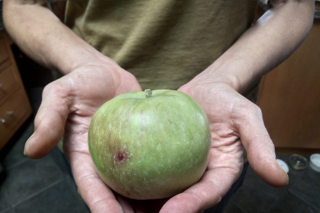 fall equinox fuji apple