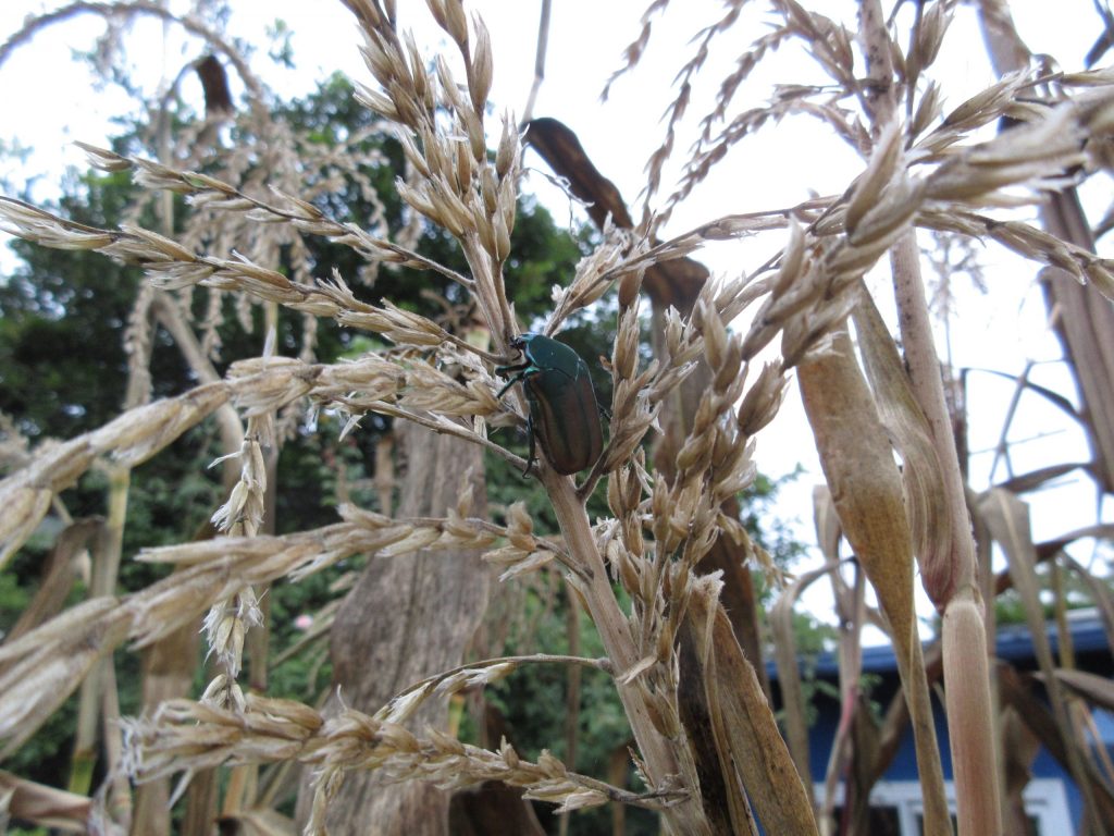 Fig beetle corn stalk