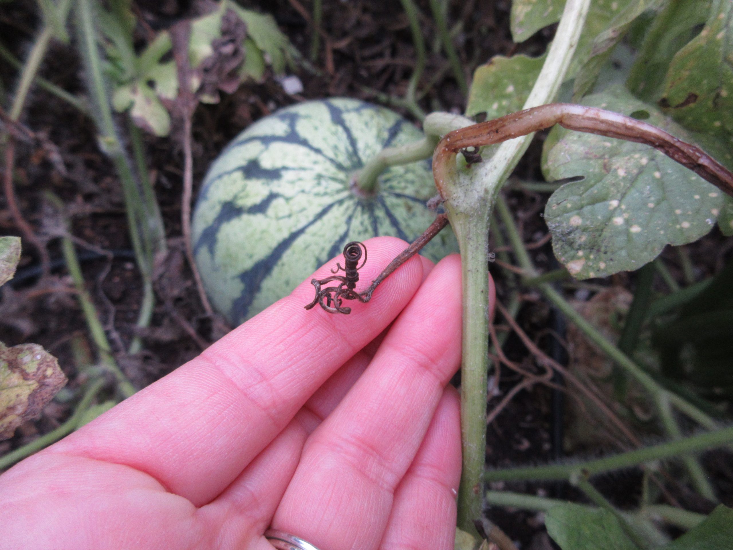 Wordless Wednesday Watermelon ready - Gardenerd