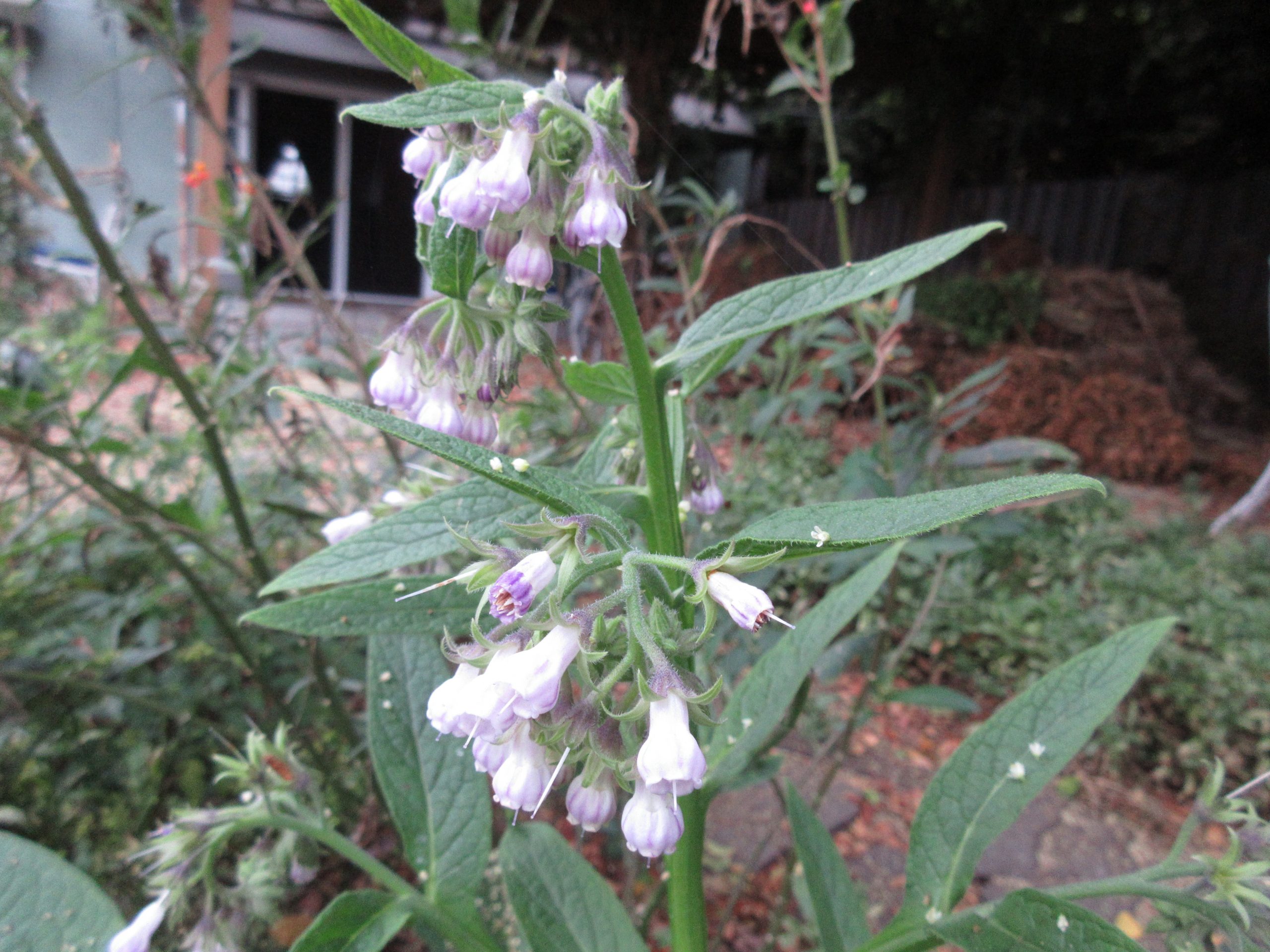 comfrey flowers - Gardenerd