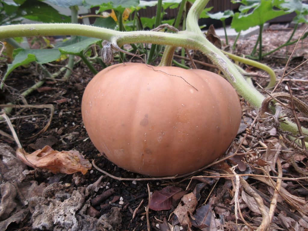 Wordless Wednesday Pumpkin 