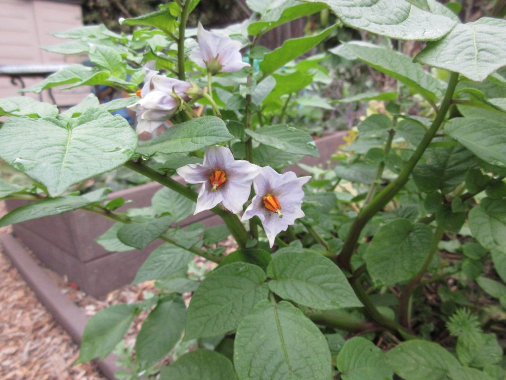 Wordless wednesday volunteer potatoes