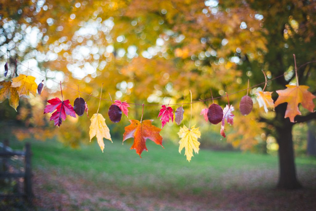 Autumn Leaf Project